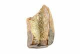 Partial Triceratops Shed Tooth - Montana #72492-1
